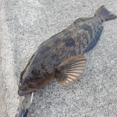 アイナメの釣果