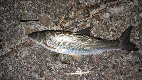 マルタウグイの釣果
