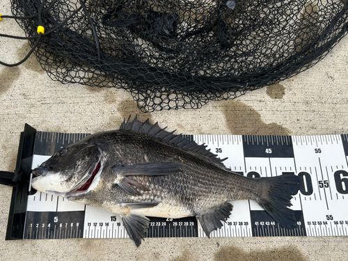 チヌの釣果