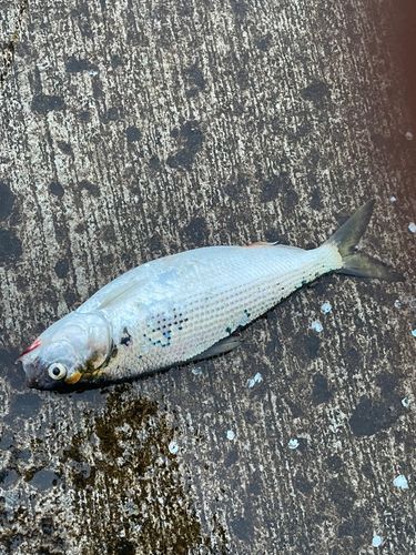 釣果