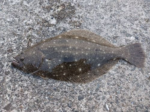 ヒラメの釣果