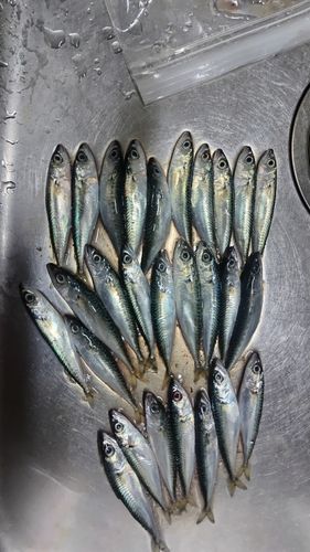 サバの釣果