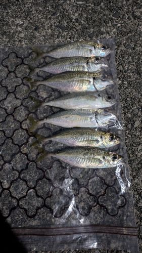 アジの釣果