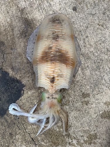 アオリイカの釣果