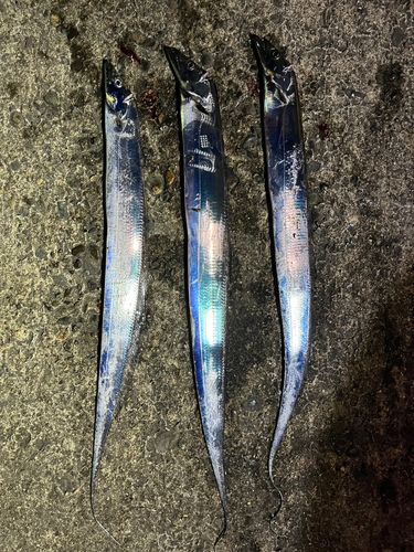 タチウオの釣果