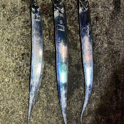 タチウオ