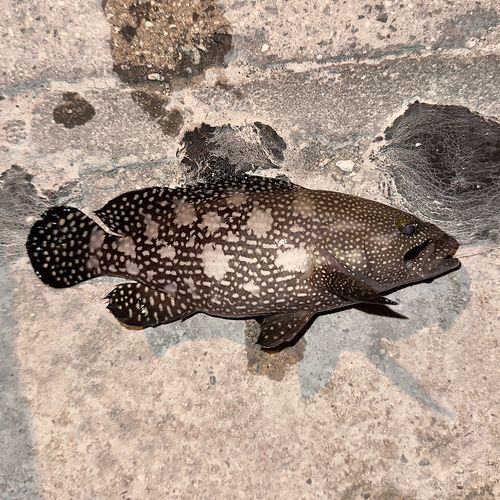 ナミハタの釣果