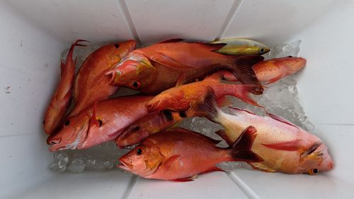 ヒメフエダイの釣果