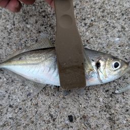 アジ