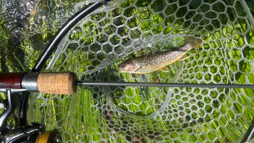 イワナの釣果