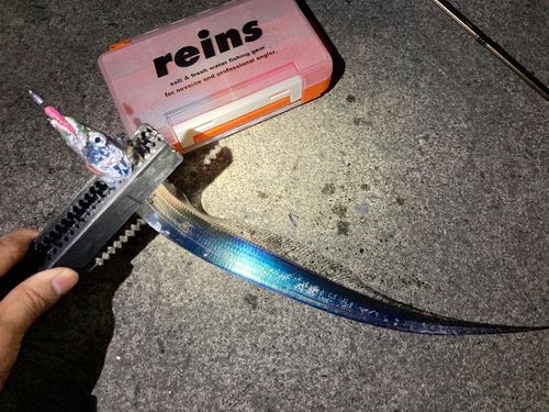 タチウオの釣果