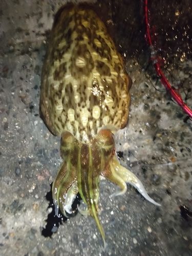 モンゴウイカの釣果