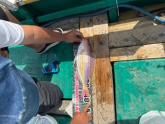 イトヨリダイの釣果