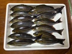 イサキの釣果