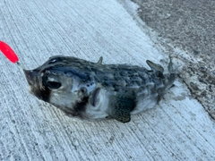 イシガキフグの釣果