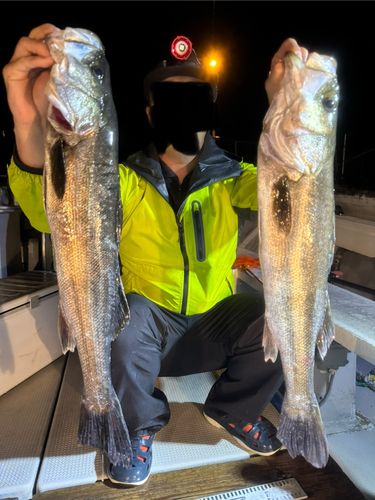 シーバスの釣果