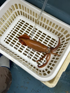 スルメイカの釣果