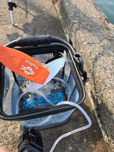 コノシロの釣果