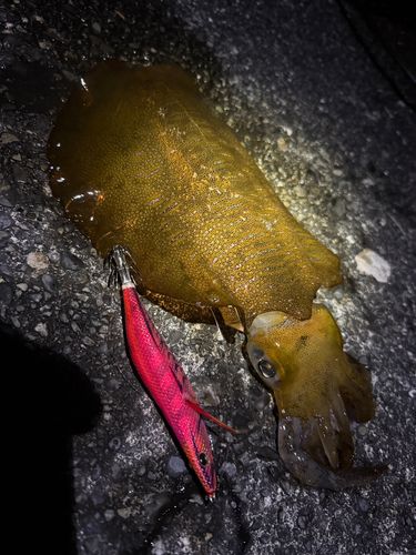 アオリイカの釣果