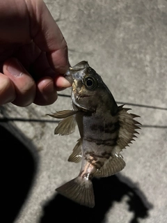 メバルの釣果
