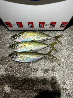 マアジの釣果