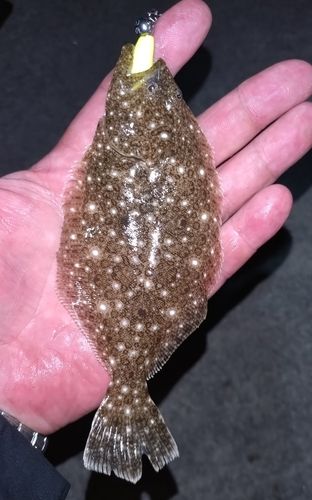 ソゲの釣果