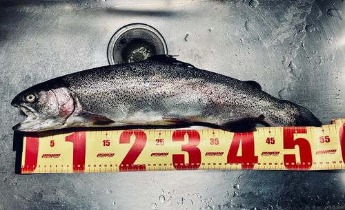 ニジマスの釣果