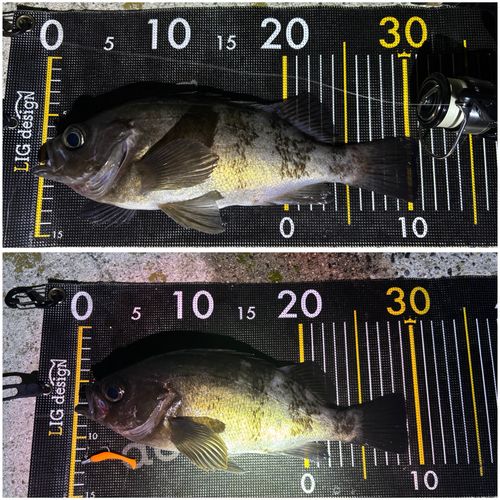 メバルの釣果