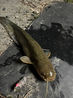 ナマズの釣果