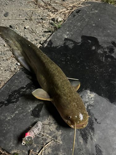 ナマズの釣果