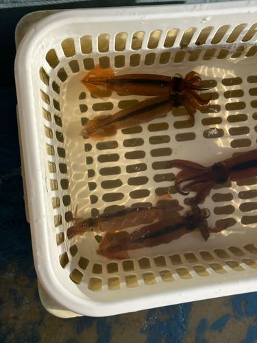 スルメイカの釣果