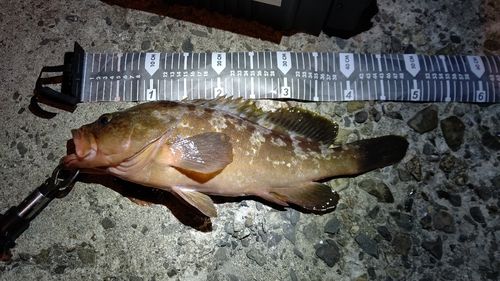 アコウの釣果