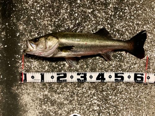シーバスの釣果