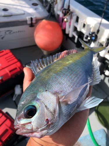 ウメイロの釣果