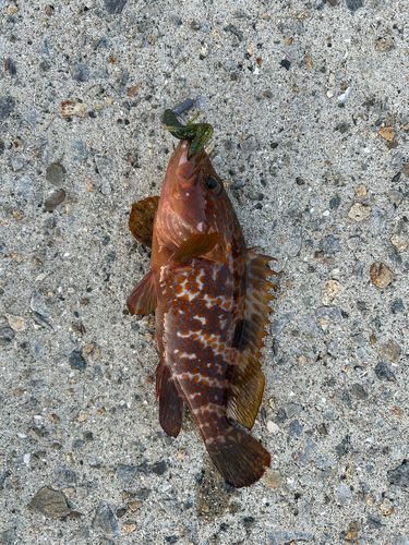 コブダイの釣果