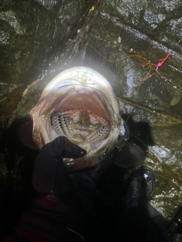 チャイロマルハタの釣果