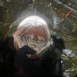 チャイロマルハタ