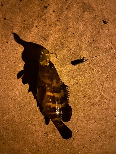 コブダイの釣果
