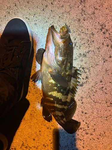 コブダイの釣果
