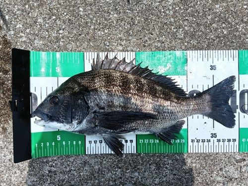 クロダイの釣果