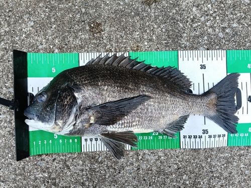 クロダイの釣果