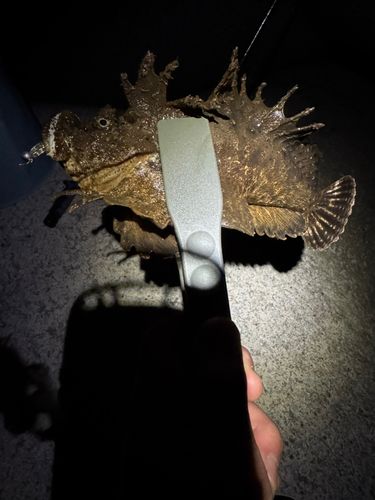 オニカサゴの釣果