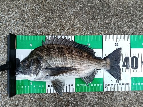 クロダイの釣果