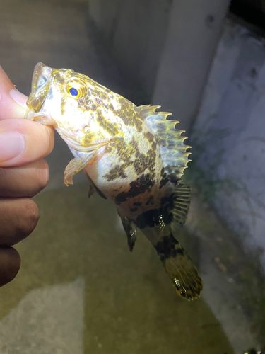 タケノコメバルの釣果