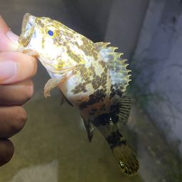 タケノコメバル