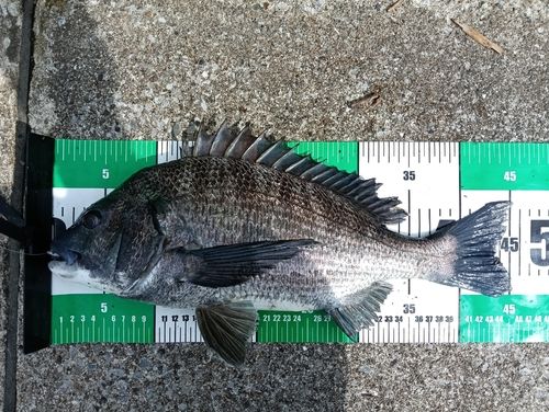 クロダイの釣果