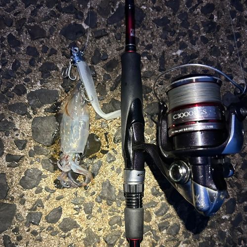 ケンサキイカの釣果