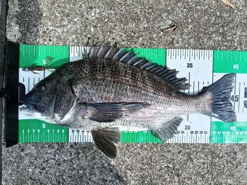 クロダイの釣果