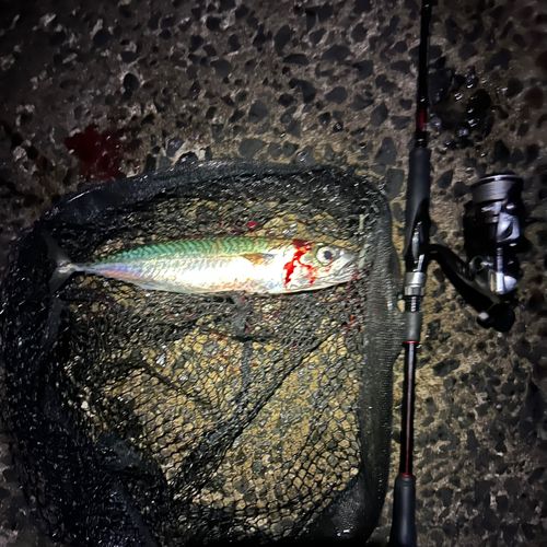 サバの釣果