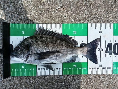 クロダイの釣果